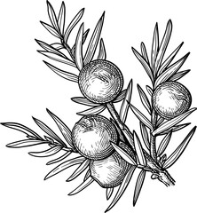 Botanical sketch shows juniper berries and needles. Hand-drawn detail captures texture and natural form. Ideal for herbal, health, or nature-themed projects. Vintage style evokes rustic, organic © alhontess