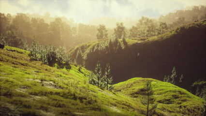 Rolling hills covered in lush green grass bask in the warm glow of the afternoon sun. Tall trees dot the landscape, enhancing the peaceful atmosphere of nature. Soft clouds drift in the sky. © icetray