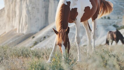 Pinto horse grazing in the mountains of Crimea near Belogorsk
