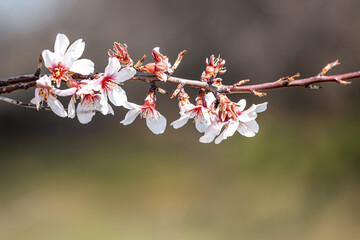 Spring cherry or sakura tree blossom, white pink easter flowers, blurry background, sunny weather