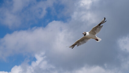 Fototapeta premium Flying seagull in summer in France