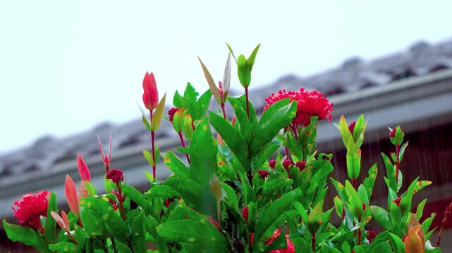 Flowers in the rain