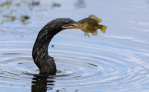 An anhinga with a fish in Florida 