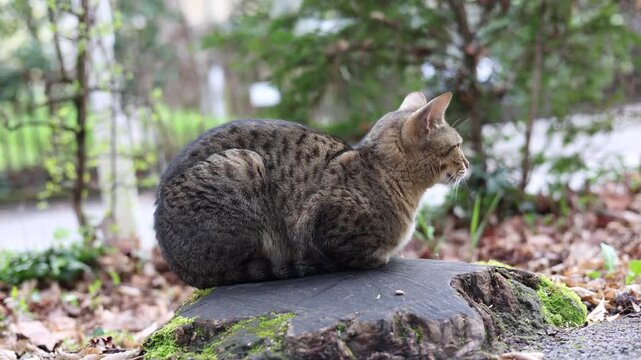 Chat tigr&eacute; observant son environnement sur un tronc coup&eacute; - vid&eacute;o 4k