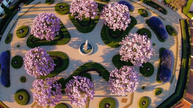 Aerial view of blooming jacaranda trees in geometric urban park design at sunset