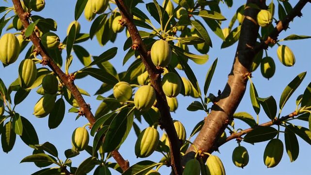 Vibrant jackfruit tree: morning light shimmering through lush leaves