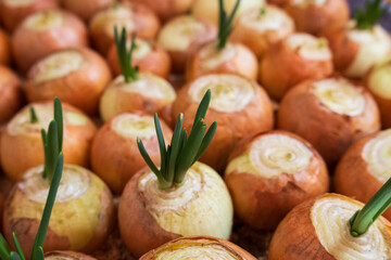 New green onion shoots emerge from bulbs, creating a lively display of growth in a sunny, inviting garden setting