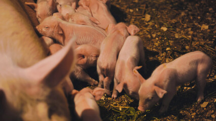 Piglets suckling from mother pig in pigsty © Довидович Михаил