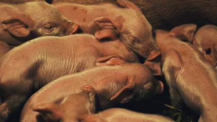 Newborn piglets sleeping together in a warm embrace © Довидович Михаил