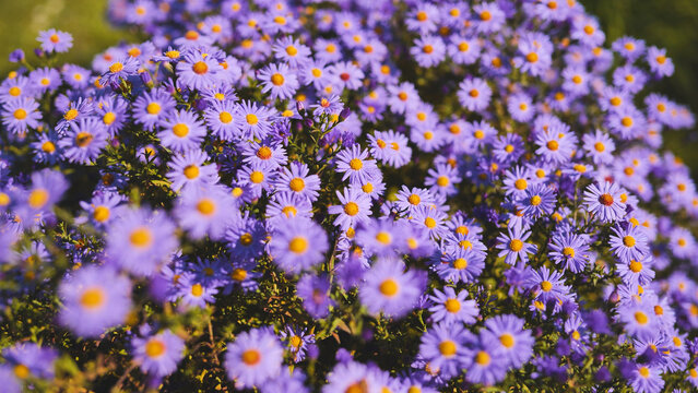 Purple alpine aster flowers blooming in garden during summer day