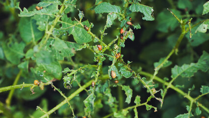 Colorado potato beetle larvae and adults feeding on potato plant leaves, causing damage to the crop