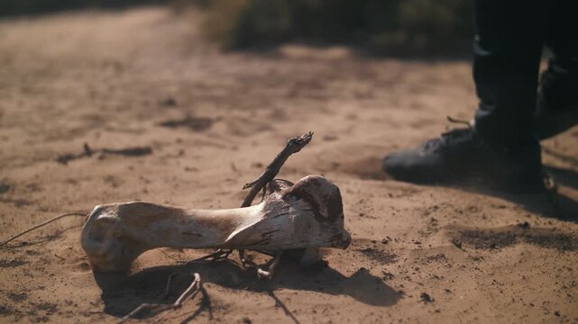 An animal bone lies on the ground in the desert, Animal remains scattered in a dry field. A man walks past the bone