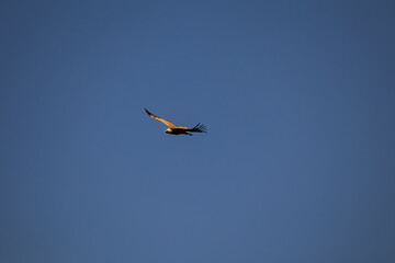 Obraz premium buitre