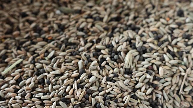 Macro shot of mixed bird seeds and grains, organic agriculture background.
