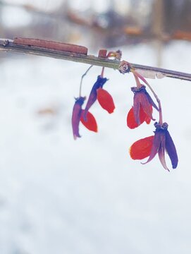 Red Winter Buds