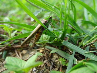 Obraz premium Green grasshopper hiding among blades of grass in a meadow.