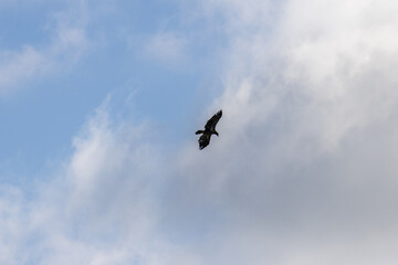 Obraz premium Juvenile bald eagle in flight against a cloudy winter sky at Iona Beach Regional Park Vancouver Canada