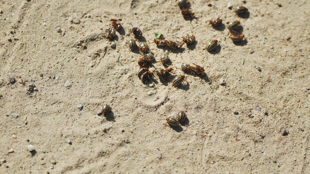 Colorado potato beetles crawling on dry ground