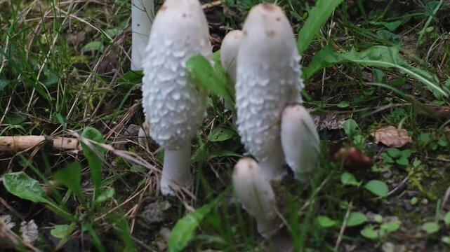 Shaggy ink cap or lawyer's wig (Coprinus comatus) mushrooms growing in green grass. Close-up tilt-up view of mushrooms colony with specimens of different ages. Forest scenery from Thuringia, Germany.