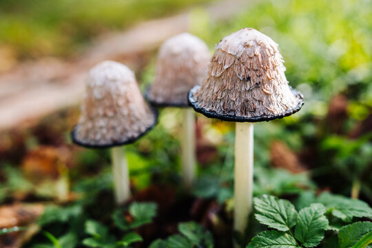 Shaggy ink cap mushrooms growing in green grass