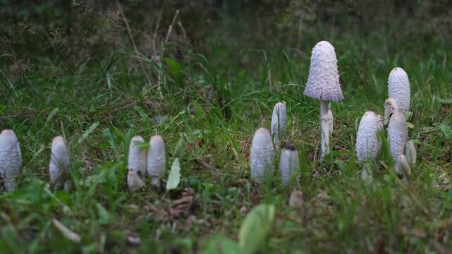 Shaggy ink cap or lawyer's wig (Coprinus comatus) mushrooms growing in green grass. Close-up panning view of mushrooms colony with specimens of different ages. Forest scenery from Thuringia, Germany.