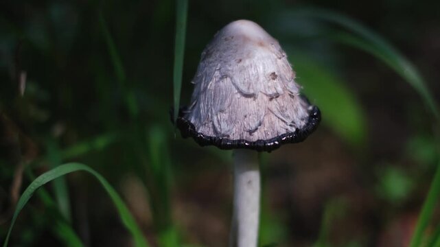 Shaggy ink cap or lawyer's wig (Coprinus Comatus) mushrooms growing in green grass. Close-up dolly out view of a ripe mushroom with black dripping edge. Natural forest scenery from Thuringia, Germany.