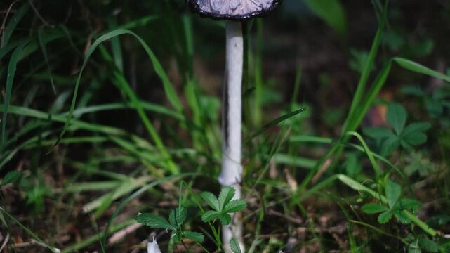 Shaggy ink cap or lawyer's wig (Coprinus Comatus) mushrooms growing in green grass. Close-up tilt-up view of a ripe mushroom with black dripping edge. Natural forest scenery from Thuringia, Germany.