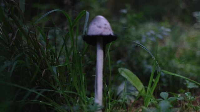 Shaggy ink cap or lawyer's wig (Coprinus Comatus) mushrooms growing in green grass. Close-up dolly-in view of a ripe mushroom with black dripping edge. Natural forest scenery from Thuringia, Germany.