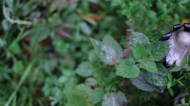 Shaggy ink cap or lawyer's wig (Coprinus Comatus) mushroom growing in green grass. Close-up panning top view of ripe mushroom with black dripping edge. Natural forest scenery from Thuringia, Germany