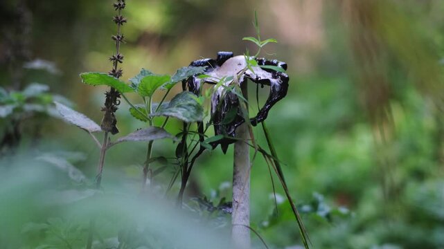Shaggy ink cap or lawyer's wig (Coprinus Comatus) mushrooms growing in green grass. Close-up view of a finger showing a ripe mushroom with black dripping edge. Forest scenery from Thuringia, Germany.