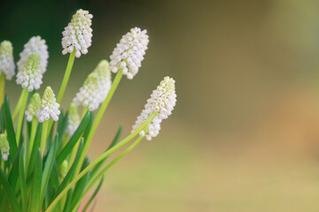A serene and cinematic close-up of white flowers in a natural setting with green leaves and a blurred background.