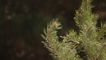 Zielone igły sosny w pięknym wiosennym słońcu © tomo81