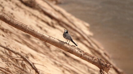 Pliszka siwa siedząca na wystających korzeniach na zboczu urwiska nad rzeką © tomo81