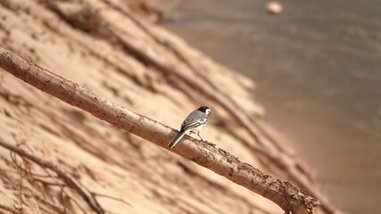 Pliszka siwa siedząca na wystających korzeniach na zboczu urwiska nad rzeką © tomo81