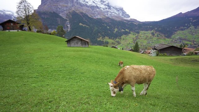 Simmental cows grazing in autumn meadow with traditional chalets and Eiger mountain peaks background. Grindelwald, Canton of Bern, Switzerland.