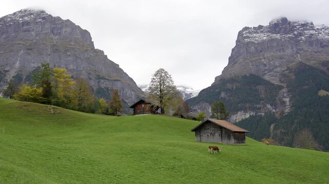 Simmental cows grazing in autumn meadow with traditional chalets and Eiger mountain peaks background. Grindelwald, Canton of Bern, Switzerland.