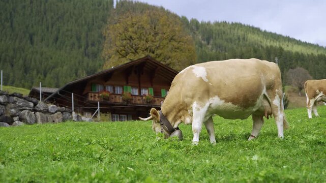 Simmental cows with cowbells grazing on green pasture near traditional wooden chalets in autumn. Grindelwald, Canton of Bern, Switzerland.