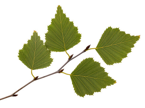 Fresh green deciduous tree branch with vibrant serrated leaves and small buds, naturally isolated on a transparent background, perfect for botanical designs PNG