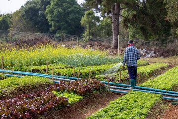 Asian farmer is using hose to watering vegetable plant in the field for growing organics salad lettuce and cabbage during spring season and agriculture