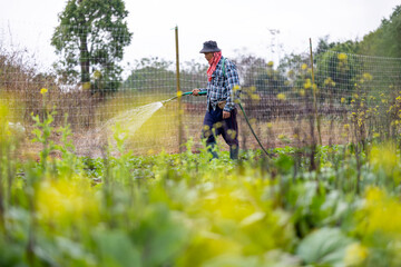 Asian farmer is using hose to watering vegetable plant in the field for growing organics salad lettuce and cabbage during spring season and agriculture