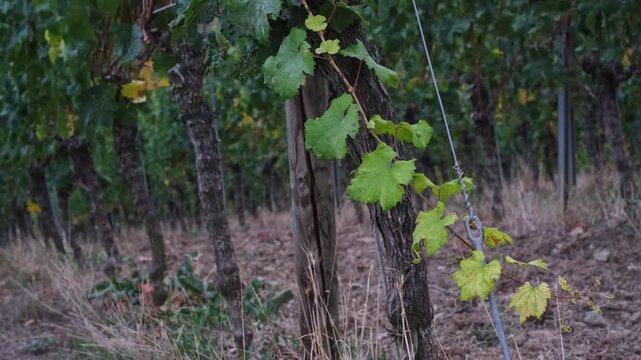 Yellow to green gradient on wine grape leaves moving in the wind. Slow motion autumn vineyard scene with a grapevine branch in the famous Main River Valley near W&uuml;rzburg, Germany. Cloudy atmosphere.