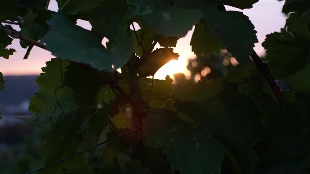 Wine grape leaves moving in the wind in golden sunset backlight. Vineyard in the famous River Main Valley near W&uuml;rzburg, Germany. Slow motion green leaves in Franconia on a sunny autumn day.