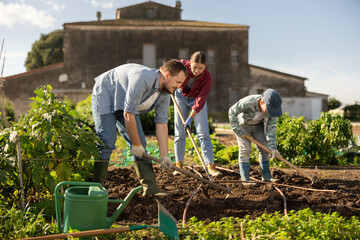 Farmer weeds the beds for planting seeds in the garden. Man cultivates and fertilizes the land. Process of growing vegetables on the farm © JackF