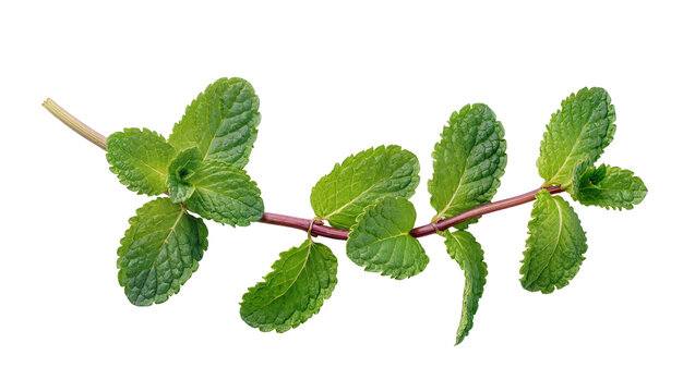 Fresh green mint sprig isolated on transparent background, aromatic culinary herb for healthy food and refreshing drinks PNG