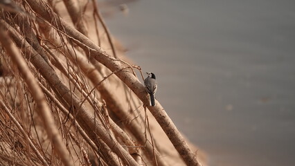 Pliszka siwa siedząca na wystających korzeniach na zboczu urwiska nad rzeką © tomo81