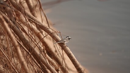 Pliszka siwa siedząca na wystających korzeniach na zboczu urwiska nad rzeką © tomo81