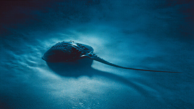 In the deep blue ocean, a horseshoe crab swims; its copper-rich blue blood holds medical value, but overharvesting threatens its survival.