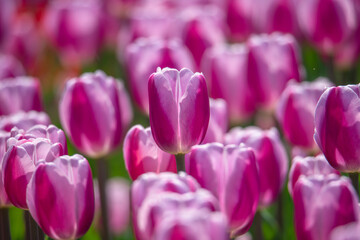 Obraz premium Tulips are in full bloom everywhere in spring.