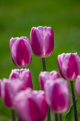 Obraz premium Tulips are in full bloom everywhere in spring.