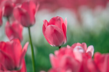 Obraz premium Tulips are in full bloom everywhere in spring.